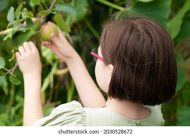 Small Child Girl Picking A Green And Red Organic Apple From A Tree. Kid With Glasses Touching Apples From A Branch Of Apple Tree, At The Summer Garden. Concept Of A Happy Healthy Childhood.