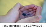 Small child holds small tadpole with water in his hands - close-up - learning with all your senses