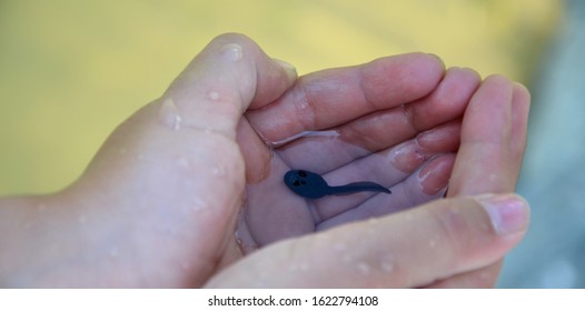 Small Child Holds Small Tadpole With Water In His Hands - Close-up - Learning With All Your Senses