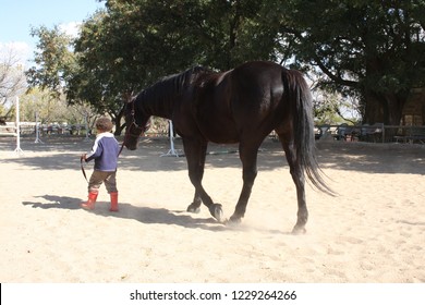 Small Child Leading Thoroughbred Horse