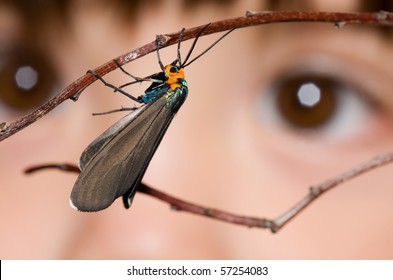 A small child looking at a moth resting on a branch