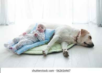 A Small Child On A Blue Pillow On The Dog Labrador. Child And Dog. A Small Child Smiling.Newborn Baby With Dog.