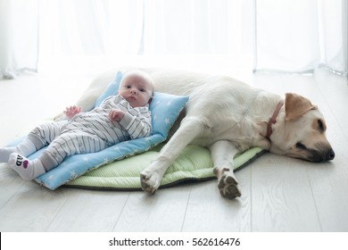 A Small Child On A Blue Pillow On The Dog Labrador. Child And Dog. A Small Child Smiling.Newborn Baby With Dog.