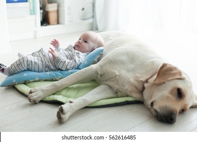 A Small Child On A Blue Pillow On The Dog Labrador. Child And Dog. A Small Child Smiling.Newborn Baby With Dog.
