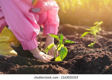 A Small Child Planting A Plant In The Soil. Environmental Protection, Renewal Of Vegetation On The Planet. World Plant Day