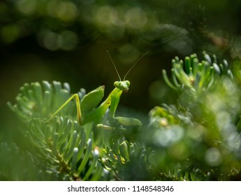 A Small Child Praying Mantis Or Mantis Religiosa In A Natural Habitat Under Natural Light. It Sits Looking At The Camera, On The Branches Of Abies Koreana 'Silberlocke'