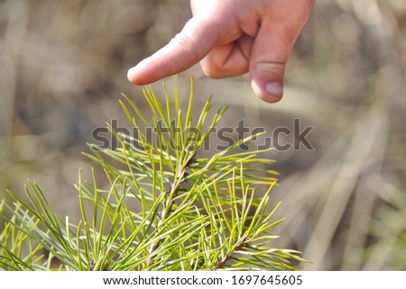 a small child's  finger touches a sharp spruce green needle with caution and apprehension