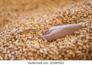 Small Child's Foot Buried And Entrapped In The Top Layer Of Corn In A Grain Storage Bin.