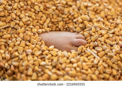 Small Child's Foot Buried And Entrapped In The Top Layer Of Corn In A Grain Storage Bin.