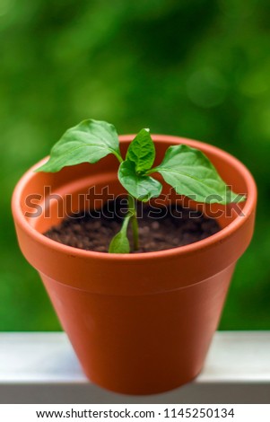 Foto Bild Junge Chili Pflanze auf dem Balkon