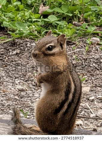 Small Chipmunk in the backyard munching on birdseed