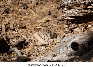 A small chipmunk on the forest floor among pine needles and fallen wood, showcasing wilderness. - Powered by Shutterstock