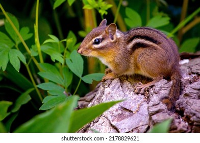 small chipmunk quietly sits on a log and watches all around her