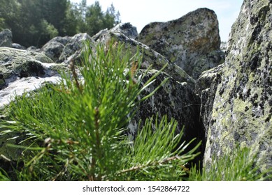 A Small Christmas Tree Among Big Stones. The Stones Are Covered With Moss. In The Background, A Stone River With Trees.