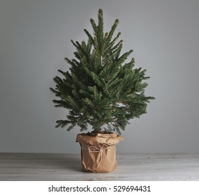 Small Christmas Tree In A Pot Wrapped In Paper, Undecorated, On Plain Light Gray Background Merchandise Mockup