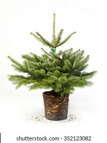 Small Christmas Tree With Roots And Dirt From Pot