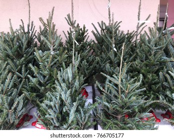 small christmas trees for sale