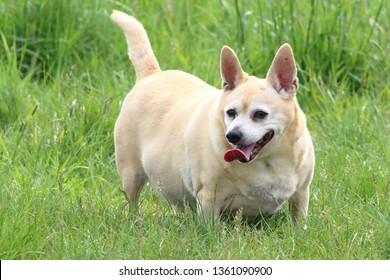 Small chubby dog standing in grass panting