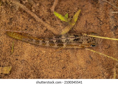 Small Cichlid Fish Of The Family Cichlidae