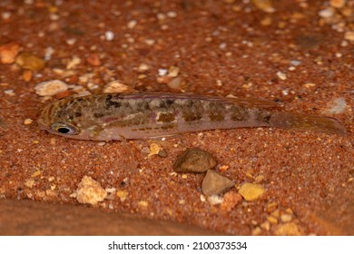 Small Cichlid Fish Of The Family Cichlidae