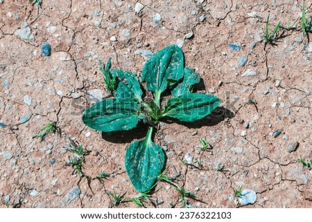 a small circle of gredn leafs called broadleaf plantain  in a field 