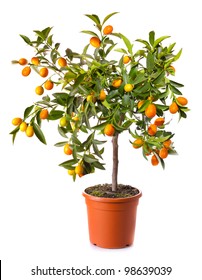 Small Citrus Tree In The Pot Isolated On White