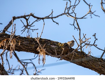 Naked Birds Images Stock Photos Vectors Shutterstock