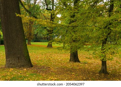 Small City Park Full Of Yellow Autumn Leaves