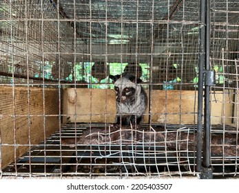 Small Civet In The Cage