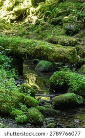 A small, clear stream flows gently through a dense, lush forest valley where a fallen tree log completely covered in thick green moss and tiny plants forms a natural bridge over the water, surrounded by mossy rocks and vibrant foliage under soft sunlight.