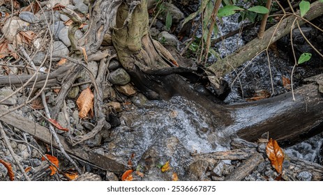 small, clear stream flows through a rocky forest floor, surrounded by lush vegetation and a fallen tree. - Powered by Shutterstock