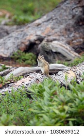 Small clever chipmunk looking for pine nuts