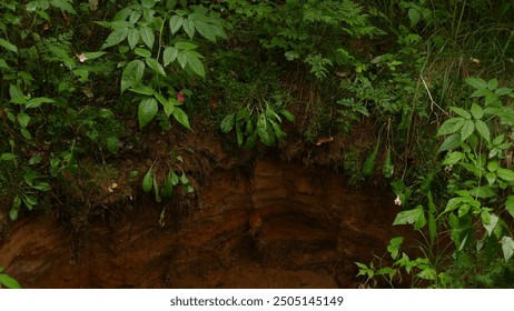 Small cliff in the forest