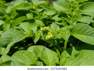 Small Closed Flower Bud Of Potatoes (Solanum Tuberosum) In Green Foliage On Potato Bushes (side View, Texture).