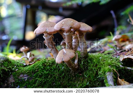 Small clump of brown cap mushroom (Armillaria lutea?) looking old and tattered on a mossy log. Val-des-Monts, Quebec, Canada.