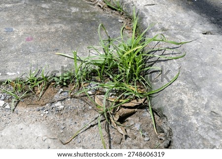 A small clump of persistent Coco grass pushes through a narrow gap in a concrete sidewalk highlighting nature surviving amidst harsh manmade urban infrastructure and surroundings