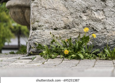 Small Cluster Of Dandelion Weeds Growing Against An Old Wall Of A Building On Paving In A Low Angle View