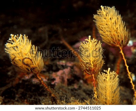 a small cluster of hydroids known as Bottle Brush Hydroids