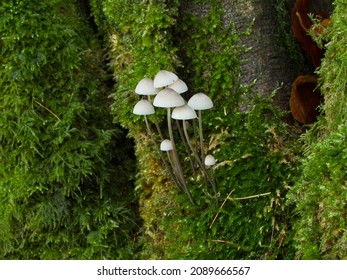 Small cluster of long thin stemmed white mushrooms growing out of moss on the side of a tree.