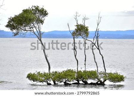 A small cluster of slender mangrove trees rises from calm, shallow coastal water, their exposed roots anchored below and sparse green foliage gathered at the tops. The tranquil scene stretches toward a distant shoreline beneath a softly clouded sky, highlighting the resilience and quiet beauty of coastal mangroves.