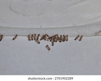 A small cluster of tiny, light brown or reddish-yellow ants, likely Pharaoh ants, gathered at the edge of a clean, white surface.
