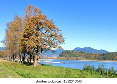 A Small Cluster Of Trees Were Planted To Help Prevent Soil And Riverbank Erosion Near Farm Land Acreages. 