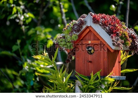 Small coal tit bird preparing to fly out of the bird house covered in houseleek plant, placed on the top of the tree in home garden