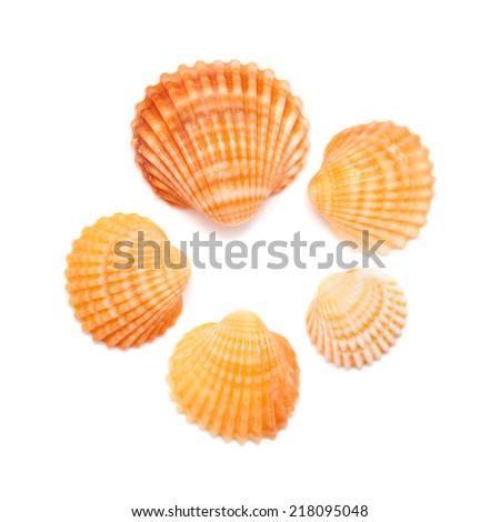 small cockle shells isolated on white background