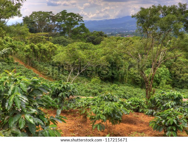 Small Coffee Plantation On Hillside Costa Stock Photo Edit Now 117215671