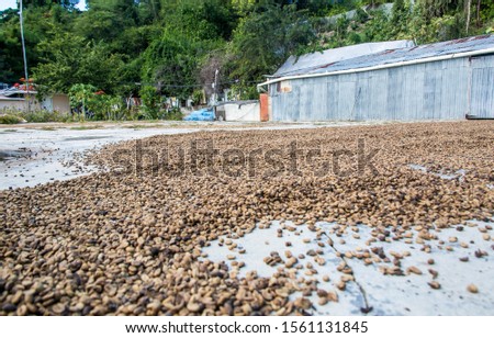 small coffee processing yard in the mountains of Ocoa, dominican republic.