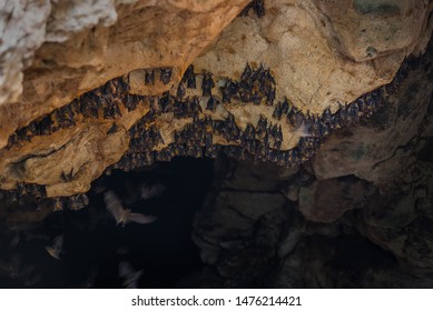 A Small Colony Of Lesser Short-nosed Fruit Bat Roosting In A Lime Stone Cave On The Island Of Sumbawa, Indonesia.