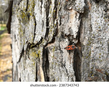 Small colored insects crawl on the bark of a tree