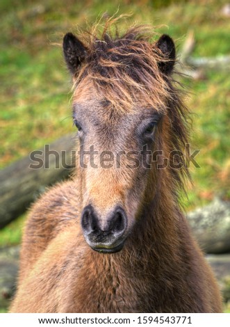 Similar – Foal I Environment Nature