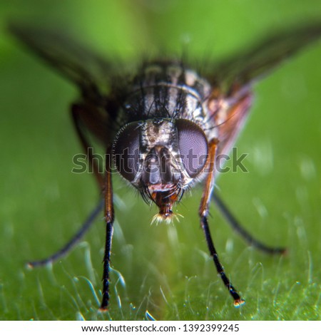 Small common fly front shot of face and eyes. Shot with a super macro close up lens.